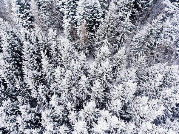 Vista aerea della foresta di conifere in inverno . — Foto Stock