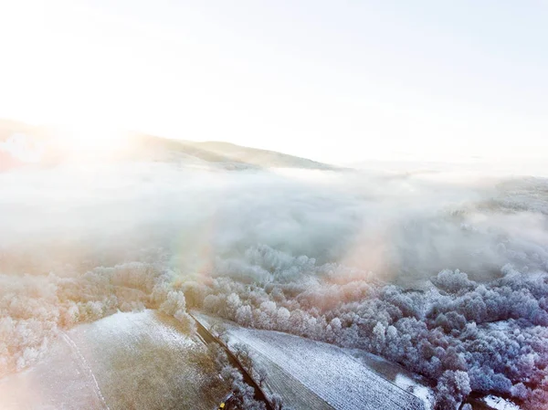 Vue aérienne de la forêt en hiver . — Photo