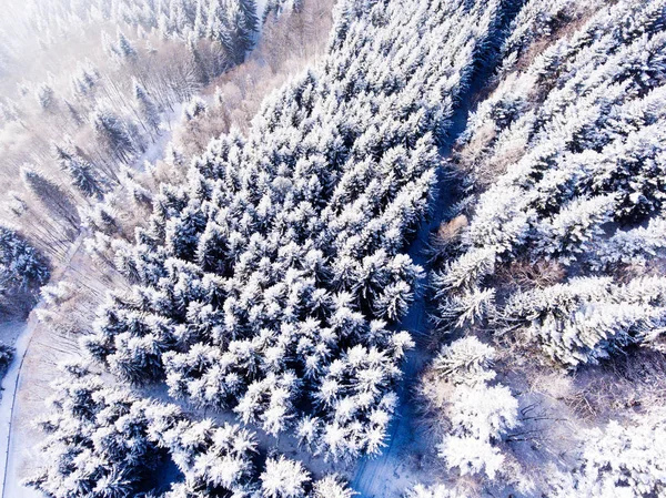 Vista aérea da floresta conífera no inverno . — Fotografia de Stock