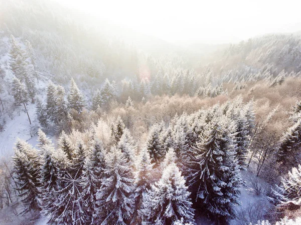 Вид с воздуха на хвойные леса зимой . — стоковое фото