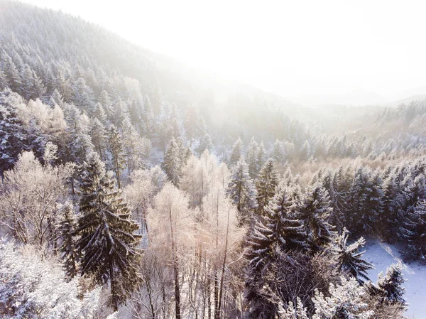 Vista aerea della foresta di conifere in inverno . — Foto Stock