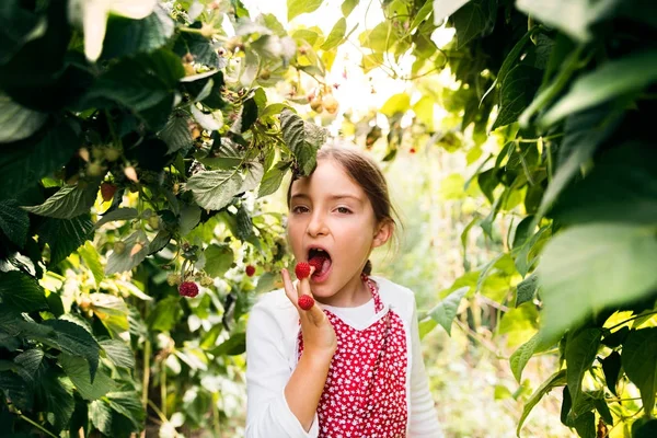 Menina pequena jardinagem no jardim do quintal, comendo framboesas . — Fotografia de Stock