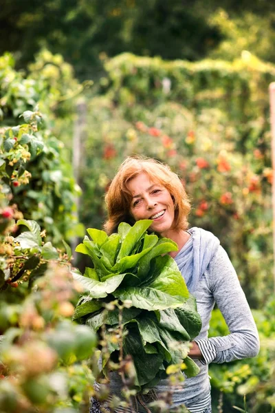 Wanita tua berkebun di kebun belakang . — Stok Foto