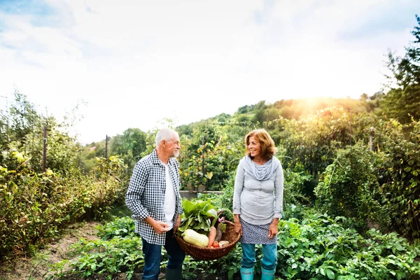 Coppia di anziani giardinaggio nel giardino sul retro . — Foto Stock