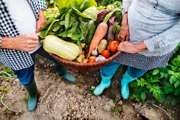 Senior paar tuinieren in de achtertuin-tuin. — Stockfoto