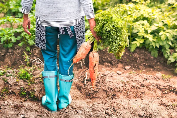 Senior vrouw tuinieren in de achtertuin-tuin. — Stockfoto