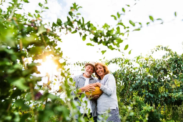 Senior couple gardening in the backyard garden. — Stock Photo, Image