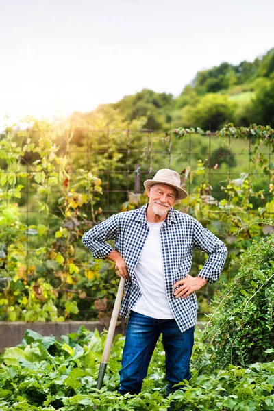 Uomo anziano giardinaggio nel giardino sul retro . — Foto Stock