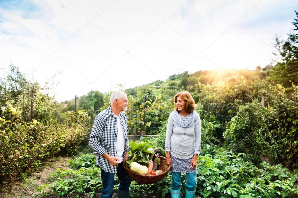 Senior couple gardening in the backyard garden.