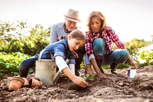 Senior paar met grandaughter tuinieren in de achtertuin-tuin — Stockfoto