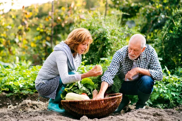 Jardinería de pareja mayor en el jardín del patio trasero . — Foto de Stock