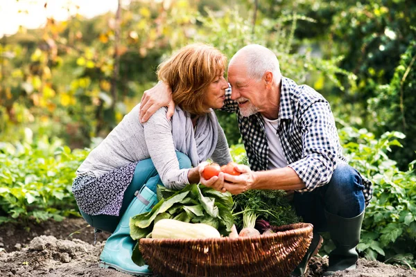 Senior couple gardening in the backyard garden.