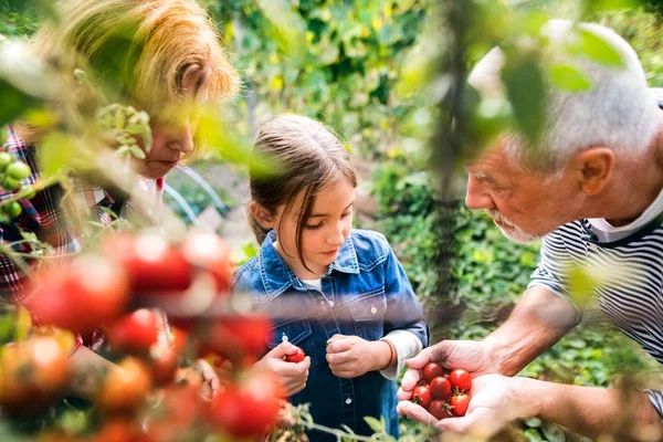 Äldre par med grandaughter Trädgårdsskötsel i bakgård trädgård — Stockfoto