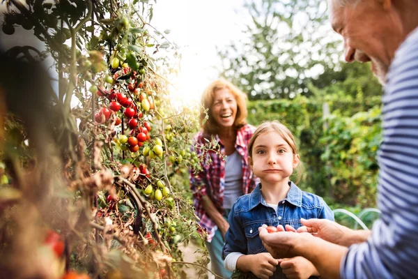 Senior couple with grandaughter gardening in the backyard garden — Stock Photo, Image