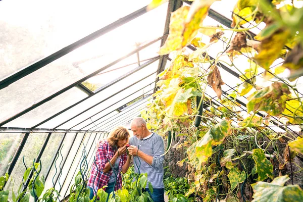 Pasangan senior berkebun di kebun belakang . — Stok Foto