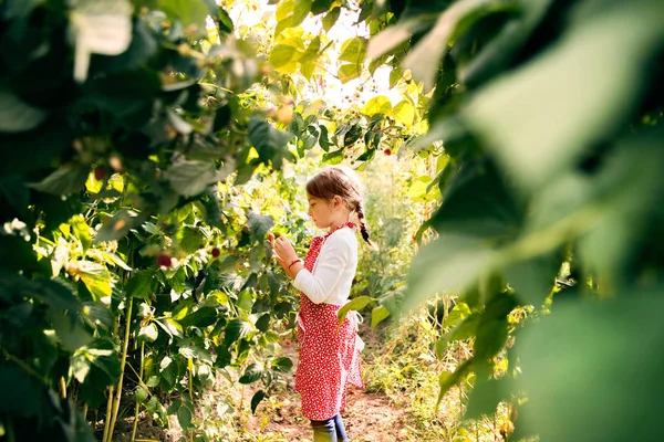 Piccola ragazza giardinaggio nel giardino sul retro . — Foto Stock