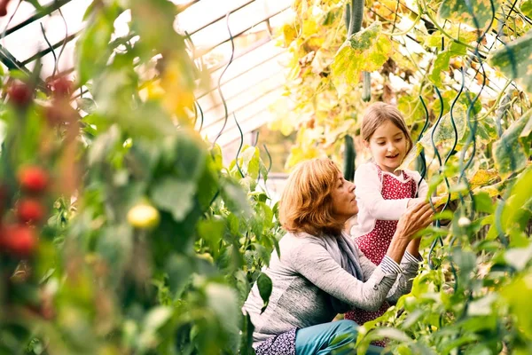 Mujer mayor con nieta jardinería en el jardín del patio trasero . — Foto de Stock