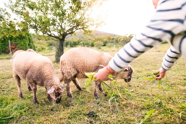 Kleines Mädchen füttert Schafe auf dem Bauernhof. — Stockfoto