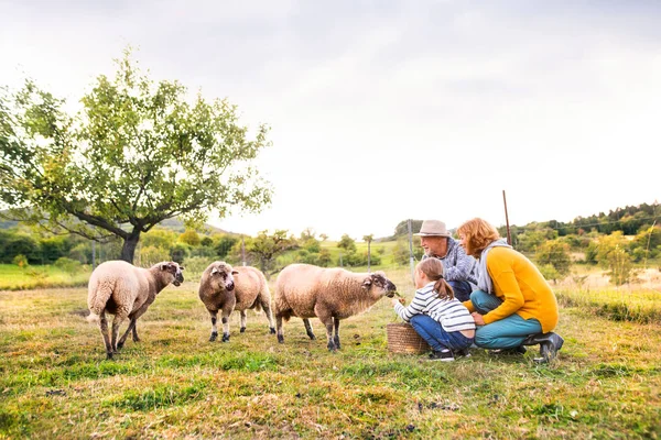 Üst düzey çift koyun çiftliğinde besleme grandaughter ile. — Stok fotoğraf