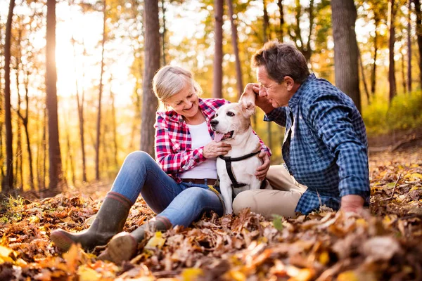 Senior pareja con perro en un paseo en un bosque de otoño . — Foto de Stock