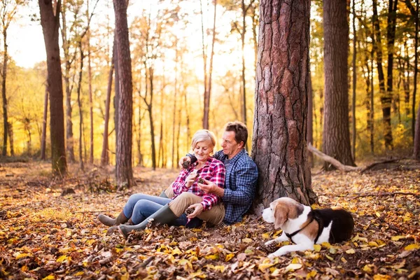 Casal sênior com cão em um passeio em uma floresta de outono . — Fotografia de Stock