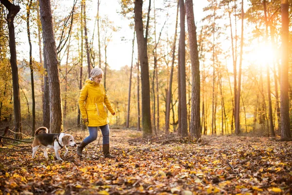 Femme âgée avec chien en promenade dans une forêt d'automne . — Photo