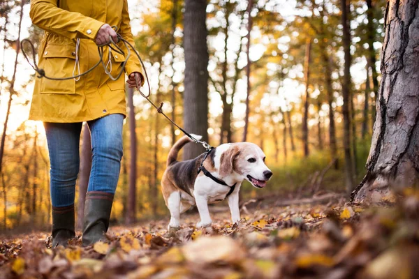 Senior mujer con perro en un paseo en un bosque de otoño . —  Fotos de Stock