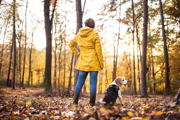 Femme âgée avec chien en promenade dans une forêt d'automne . — Photo