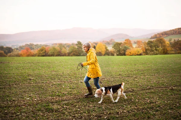 Femme âgée avec chien en promenade dans une nature d'automne . — Photo