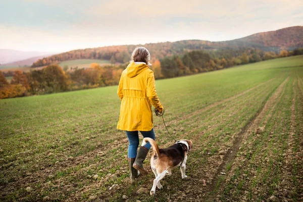 Bir sonbahar doğada yürüyüşe köpek ile kadın kıdemli. — Stok fotoğraf