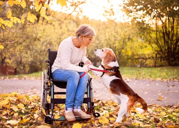 Une femme âgée en fauteuil roulant avec chien en automne nature . — Photo