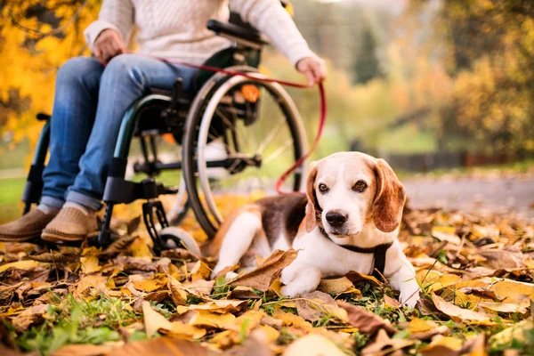 Une femme âgée en fauteuil roulant avec chien en automne nature . — Photo