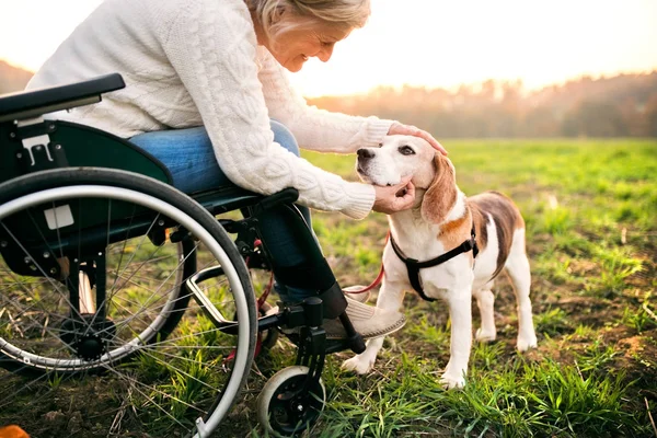 Une femme âgée en fauteuil roulant avec chien en automne nature . — Photo