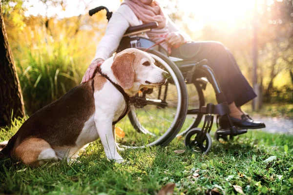 Starsza kobieta na wózku inwalidzkim z psem w jesień natura. — Zdjęcie stockowe