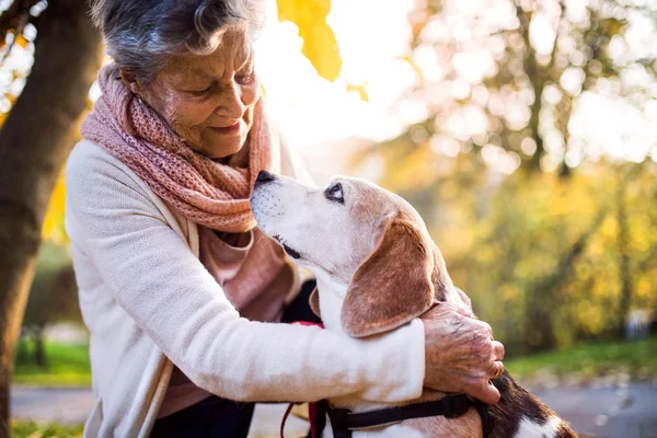 秋の自然の中の犬と高齢女性. — ストック写真