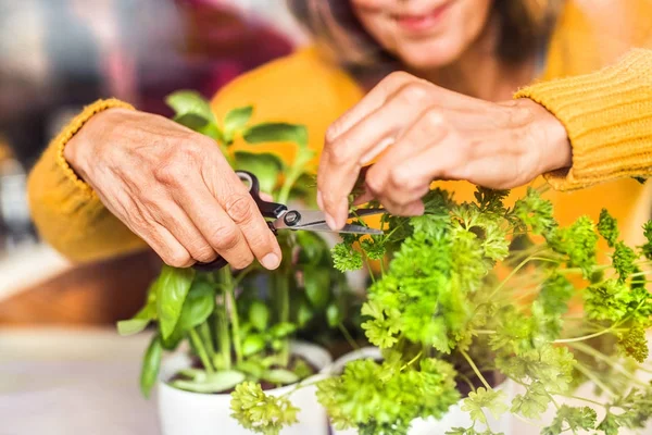 Senior woman preparing food in the kitchen. — Stock Photo, Image