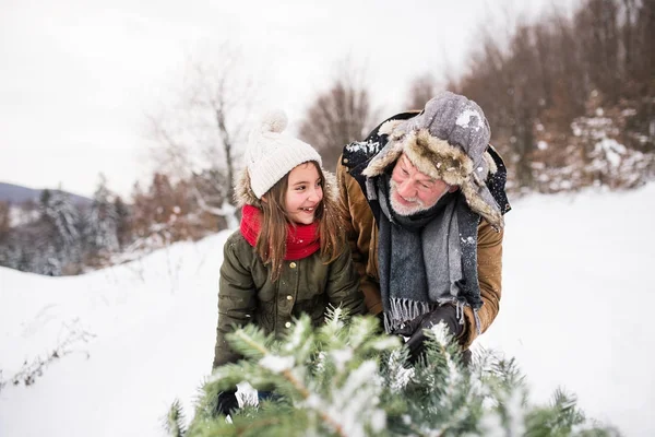 Farfar och liten flicka blir en julgran i skogen. — Stockfoto