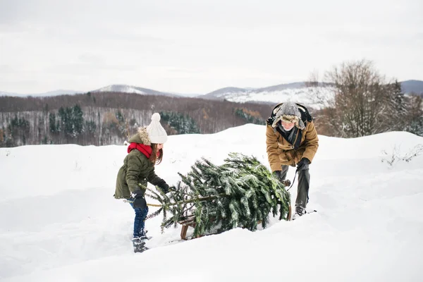 Grandfather and small girl getting a Christmas tree in forest. — Stock Photo, Image