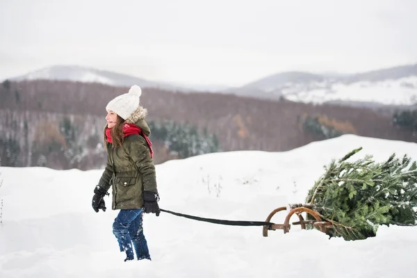 Una niña pequeña tirando de un árbol de Navidad en el bosque . —  Fotos de Stock