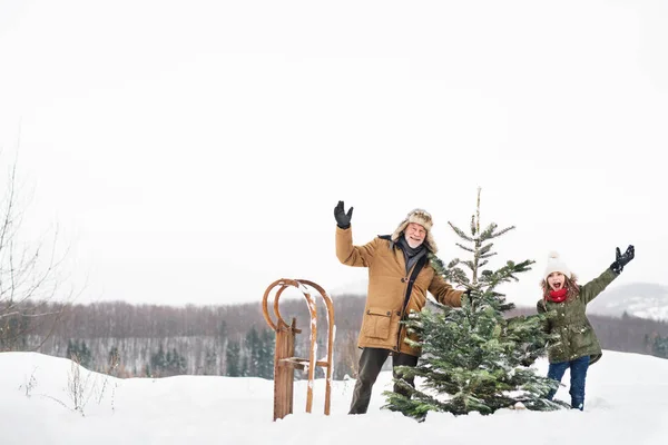 Grootvader en kleine meisje krijgt een kerstboom in bos. — Stockfoto