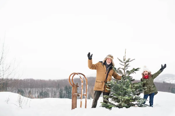 Abuelo y niña pequeña consiguiendo un árbol de Navidad en el bosque . — Foto de Stock