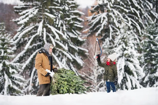 Grootvader en kleine meisje krijgt een kerstboom in bos. — Stockfoto