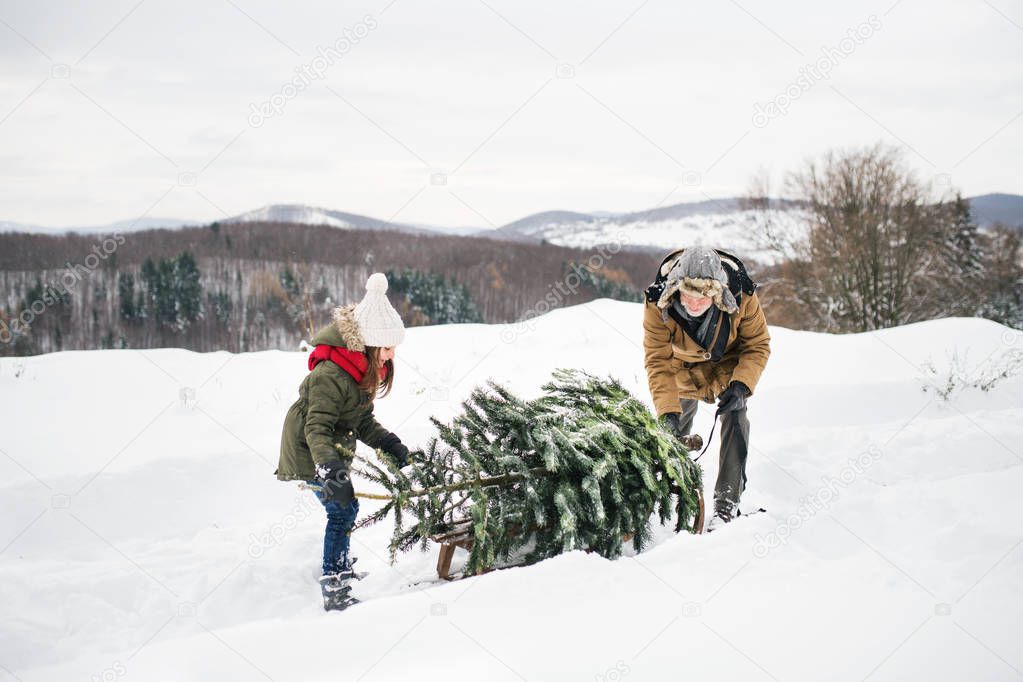 Grandfather and small girl getting a Christmas tree in forest.