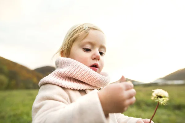 Petite fille mignonne avec pissenlit, nature d'automne . — Photo