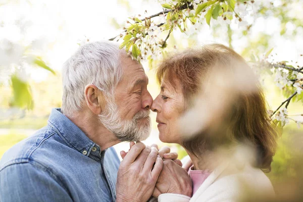 Senior couple in love outside in spring nature kissing. — Stock Photo, Image