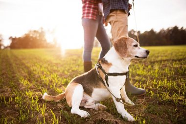 Üst düzey bir sonbahar doğada yürüyüşe köpek çiftle.