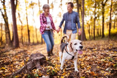 Üst düzey bir sonbahar ormanda bir yürüyüşe köpek çiftle.