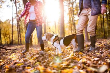 Üst düzey bir sonbahar ormanda bir yürüyüşe köpek çiftle.