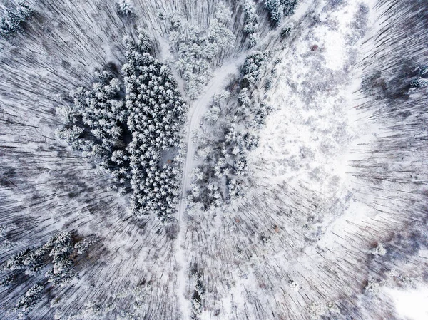 Vista aérea del bosque en invierno . —  Fotos de Stock