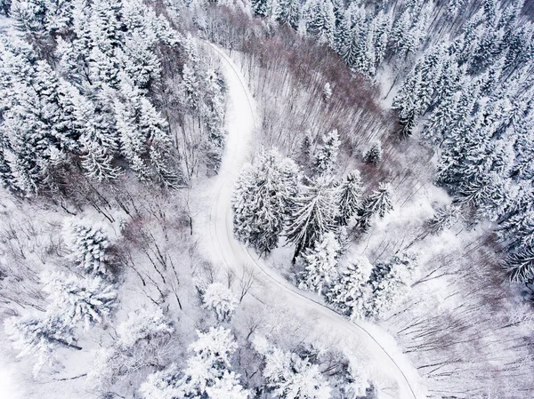 Luftaufnahme des Waldes im Winter. — Stockfoto